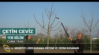 Cevizde Şekil Budaması / ÇETİN CEVİZ #ceviz #cevizağacı #budama