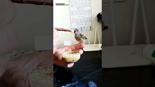 Baby bird feeding #babybird #shorts