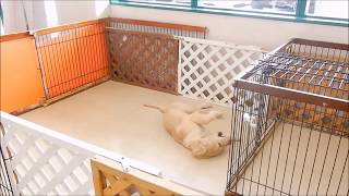 【ゴールデンレトリバー】看板犬がただ遊んでいる