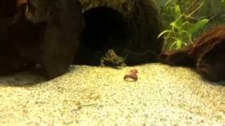 MARBLED NEWT ATTACK! HD