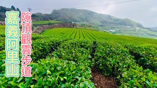 隙頂觀雲步道— 茶園之美