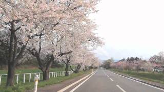 2011年小岩井桜並木＋おまけ