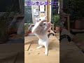 フリーザ「キレキレダンス」 キャット ネコ ほごねこ 子猫 vlog ねこ 猫 ミルクボランティア