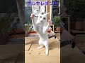 フリーザ「キレキレダンス」 キャット ネコ ほごねこ 子猫 vlog ねこ 猫 ミルクボランティア