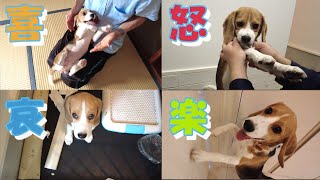 愛犬（ビーグル犬）の気持ちが分かるように喜怒哀楽で分けてみた