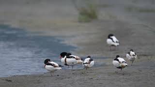 花鳧 Common Shelduck （Tadorna tadorna） 311