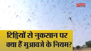 टिड्डियों से भारी नुकसान तो मुआवजा क्यों है कम | Rajasthan worst hit by locusts