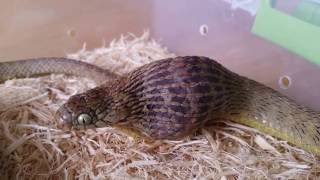 Egg Eating Snake Swallowing an Egg