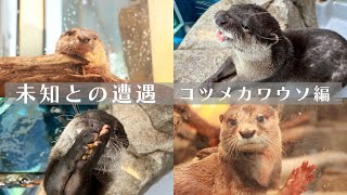 未知との遭遇【コツメカワウソ編】フルver