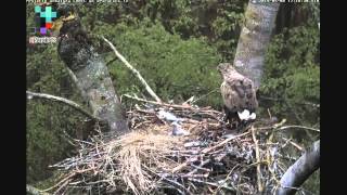 Latvian WTE nest - Sartas out, in, out and some birds around the nest. 08.05.2014. 16:55