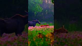 nature edit #nature #wildlife