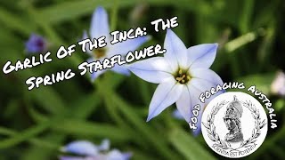 Garlic of the Inca: The Spring Starflower (Ipheion Uniflorum)