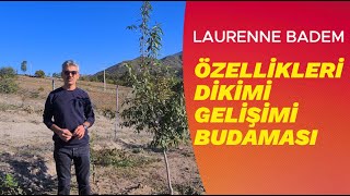 LAURENNE BADEM ÖZELİKLERİ,DİKİMİ,GELİŞİMİ,BUDAMASI