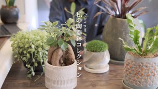 【陶器鉢】SUB)観葉植物の魅せ方｜陶器鉢紹介【vlog】