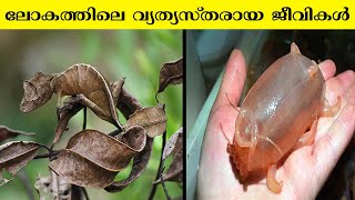 ലോകത്തിലെ വ്യത്യസ്തരായ ജീവികൾ | Different creatures in the world | Amazing facts | Interesting facts