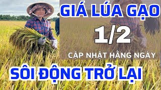 Giá lúa gạo hôm nay 1/2/2025 -Giá lúa tươi tại ruộng -giá lúa gạo tại kho|GIÁ LÚA GẠO NGÀY NAY