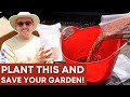 How to WIN in Your Garden This Summer!