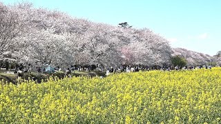 権現堂公園の幸手桜まつり ~2019年4月4日~ Cherry Blossom Festival : 第89回幸手桜まつり (埼玉県幸手市内国府間) : 4K