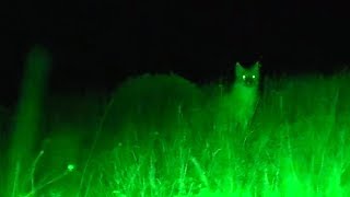 Predator Hunting at Night - Red Fox dropped under the green predator light