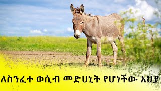 ለስንፈተ ወሲብ መድሀኒት የሆነችው አህያ