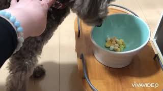 【ASMR】愛犬の咀嚼音〜トイプードルがボーロを食べる〜