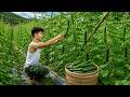 Building a new life – Taking care of the baby, harvesting cucumbers, and planting a new garden.