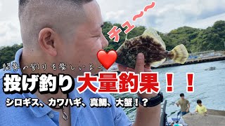 トータル１０魚種！？投げ釣りでシロギス狙ってたら真鯛にカワハギ！？しまいには大ワタリガニまで！？