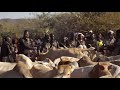 bull jumping ceremony hamer tribe ethiopia s