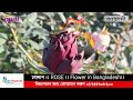 গোলাপ ।। rose ।। flower in bangladesh।।। dainik azadi