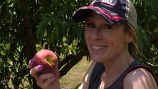 This Peach Orchard Boasts 1000 Trees (FarmHer S4 EP20)