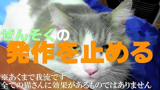 目指せモモ20歳～猫の喘息の咳の止め方🐱こんなんで成果があった😲～心臓病（肺水腫）等の病気の無い場合～アレルギー猫ミルクさんは喘息😿概要欄にひまちゃん動画ご紹介😃フルタイドを教えて貰っています💖