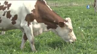 Vendée : ces agriculteurs qui passent au bio