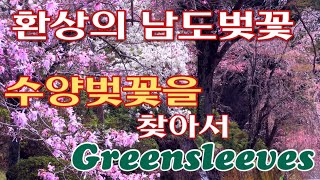 음악: Greensleeves(영국민요). 환상의 남도 벚꽃. 2023년3월. 남도의 벚꽃 명소 20선: Guitar-Yoo Sik Ro.