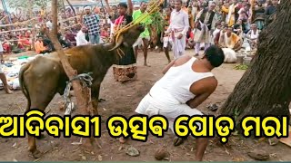 ଆଦିବାସୀ ମାନେ ପୋଡ଼ କେମିତି ମାରନ୍ତି ☝️ ଏହି ଭିଡିଓ ରେ ଦେଖନ୍ତୁ #adibasi #adibasicultur