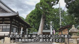 広島県熊野町の銘花・銘木　榊山神社の杉など４件選ぶ