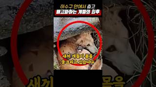 하수구 안에서 춥고 배고파하는 개들의 최후