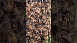 Fence post covered in honey bees #shorts