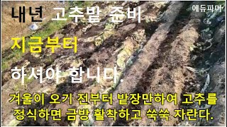 내년 고추밭 준비 지금부터 하셔야 합니다.