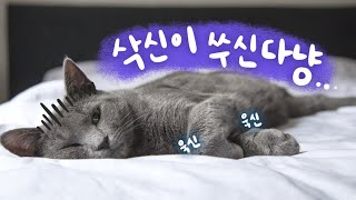 우리 냥이 관절염일까요..? 고양이 관절염의 모든 것!(feat. 올해도 안냥 캠페인)