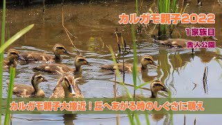 カルガモ親子大接近！丘へあがる時のしぐさに萌え 舎人公園カルガモ親子2022・2022年5月25日