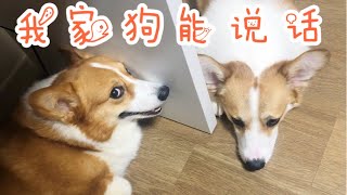 柯基cookie\u0026max｜My corgi puppy is talking｜我怀疑我家狗是人变的