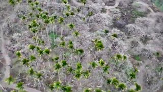 ［昌哥美景］空拍信義鄉汪家梅園 柳家楊梅  蔡家梅園 drone landscape photography 花期超短的梅花季 Beautiful of Taiwan By 昌哥 mavic3 pro