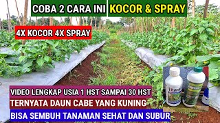 COBA 2 CARA INI !!  TERNYATA KOCOR  DAN SPRAY, DAUN CABE YANG  KUNING NORMAL KEMBALI