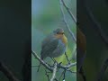 süßes rotkehlchen singt im herbst cute european robin singing in autumn 19.11.2024