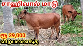 சாஹிவால் மாடு விற்பனைக்கு |  இரண்டு வயதான சாஹிவால்