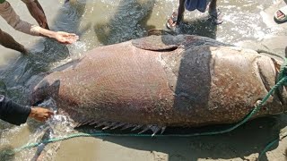 নদীতে মিলল দানবাকৃতির ভোল, ২ লাখ ৬০ হাজারে বিক্রি!