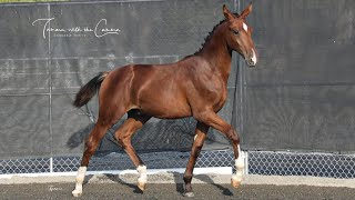 North American Champion Gelders foal 2023: Titan SGS (Koning DG out of Janda Keur Ibop by Parcival)