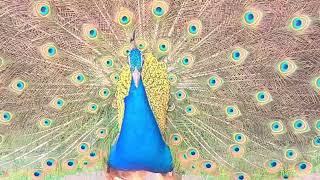 【豆知識】クジャクはどんなときに羽を広げるのか30秒でまとめてみた When do peacocks spread their wings?