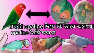 একটা opaline দিয়ে কি ভাবে তৈরী করবে অসংখ্য opaline....