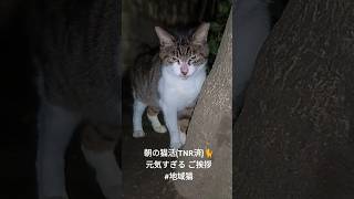 朝の猫活(TNR済)🐈 #地域猫